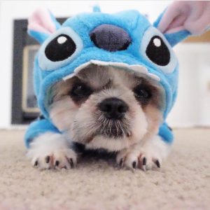 "OHANA SIGNIFICA FAMÍLIA, E FAMÍLIA SIGNIFICA QUE NINGUÉM FICA PARA TRÁS OU SERÁ ESQUECIDO" (Lilo & Stitch)