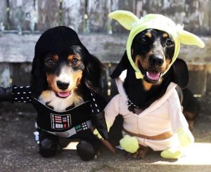 "O MEDO É O CAMINHO PARA O LADO NEGRO. O MEDO LEVA A RAIVA, A RAIVA LEVA AO ÓDIO, O ÓDIO LEVA AO SOFRIMENTO" (Star Wars)